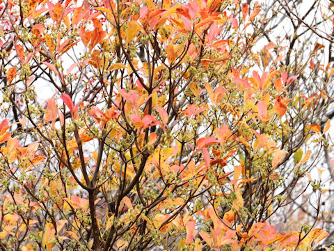 Enkianthus campanulatus