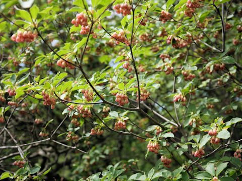 Enkianthus campanulatus