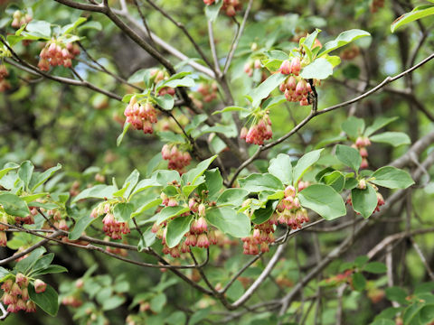 Enkianthus campanulatus