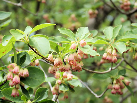 Enkianthus campanulatus