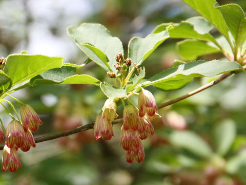 Enkianthus campanulatus