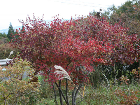 Enkianthus campanulatus