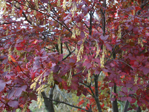 Enkianthus campanulatus