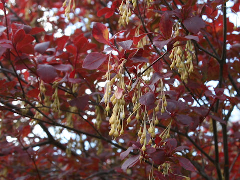 Enkianthus campanulatus