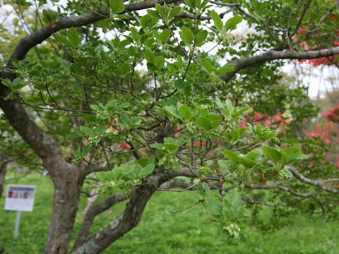 Enkianthus campanulatus
