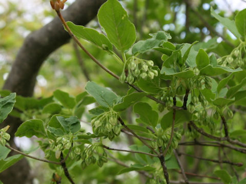 Enkianthus campanulatus