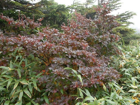Enkianthus campanulatus