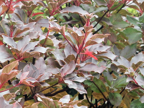 Enkianthus campanulatus