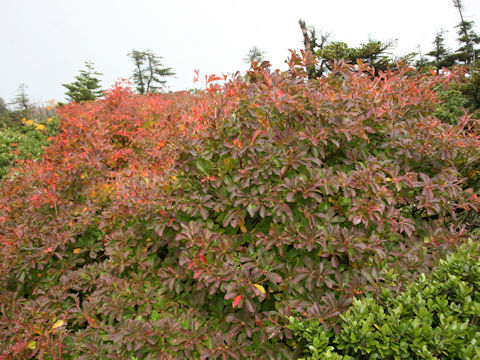 Enkianthus campanulatus