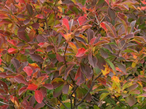 Enkianthus campanulatus