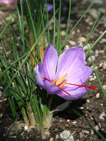 Crocus sativus