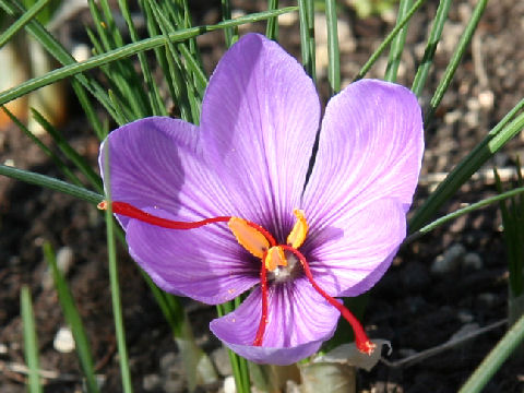 Crocus sativus