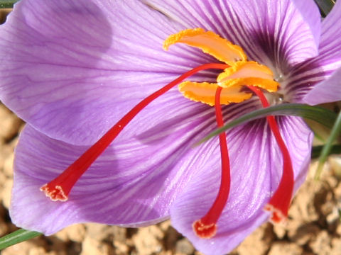 Crocus sativus