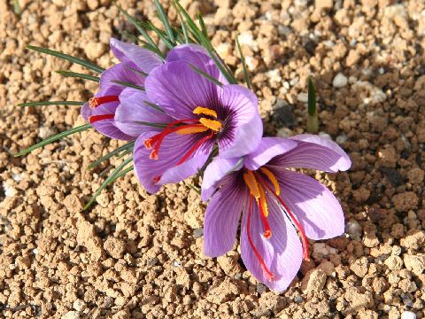 Crocus sativus