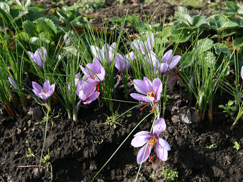 Crocus sativus