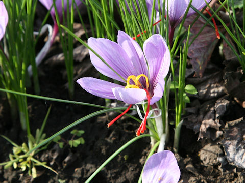 Crocus sativus