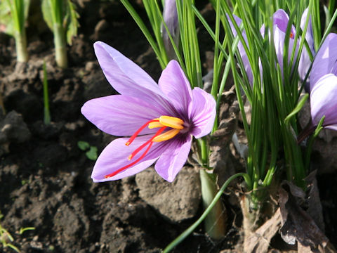 Crocus sativus