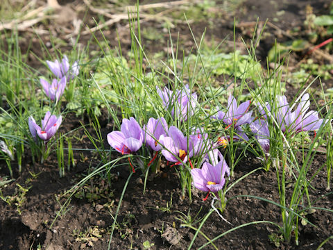 Crocus sativus