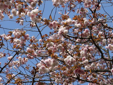 Prunus lannesiana cv. Alborosea