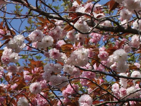 Prunus lannesiana cv. Alborosea