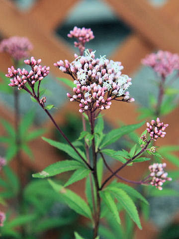 Eupatorium x arakianum