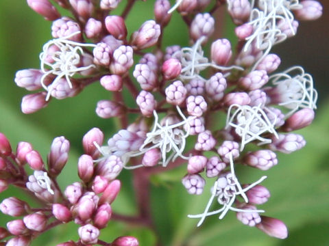 Eupatorium x arakianum