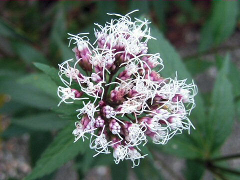 Eupatorium x arakianum