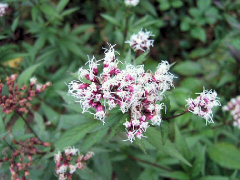 Eupatorium x arakianum