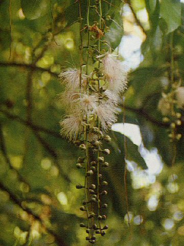 Barringtonia racemosa