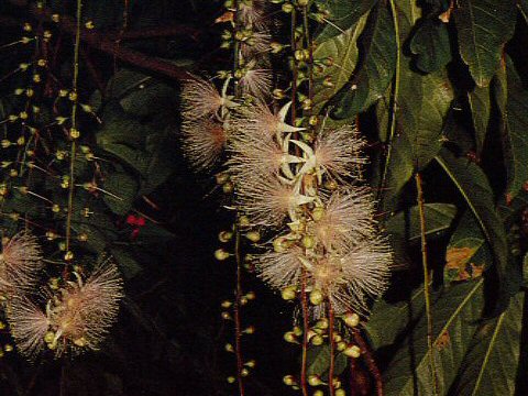 Barringtonia racemosa