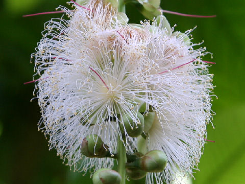 Barringtonia racemosa