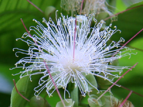 Barringtonia racemosa