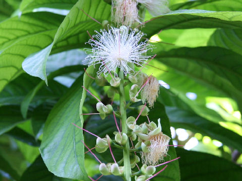 Barringtonia racemosa