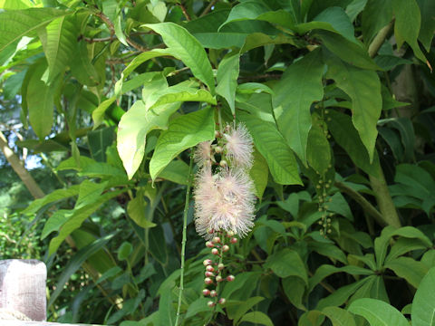 Barringtonia racemosa