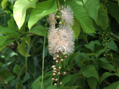 Barringtonia racemosa