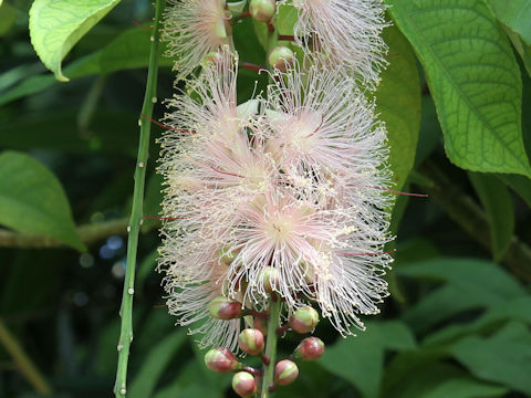 Barringtonia racemosa