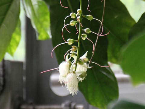 Barringtonia racemosa