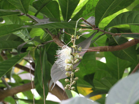 Barringtonia racemosa