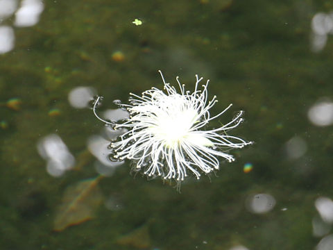 Barringtonia racemosa