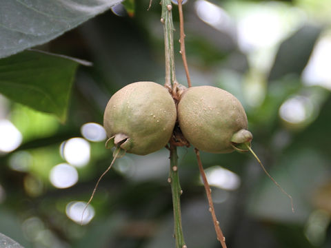 Barringtonia racemosa