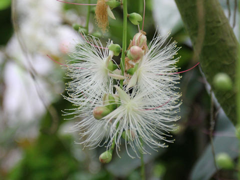 Barringtonia racemosa