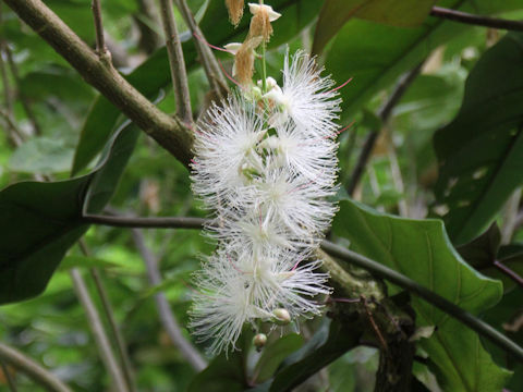 Barringtonia racemosa