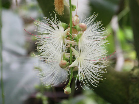 Barringtonia racemosa