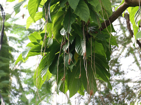 Barringtonia racemosa