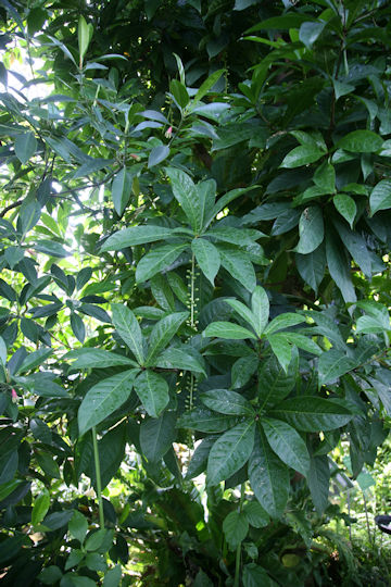 Barringtonia racemosa