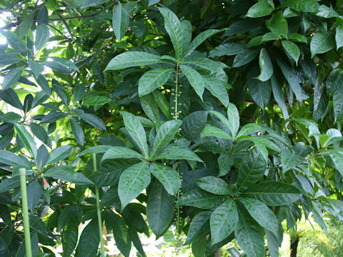 Barringtonia racemosa