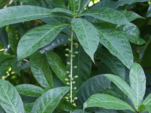 Barringtonia racemosa