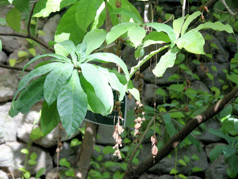 Barringtonia racemosa