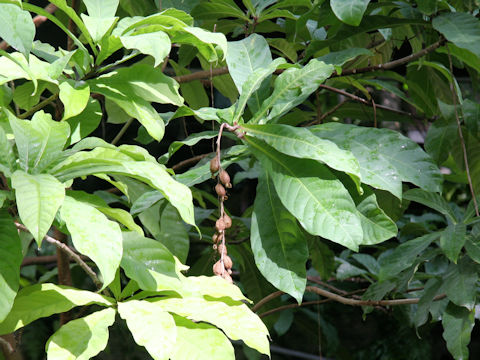 Barringtonia racemosa