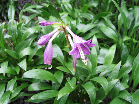 Hosta clausa var. normalis